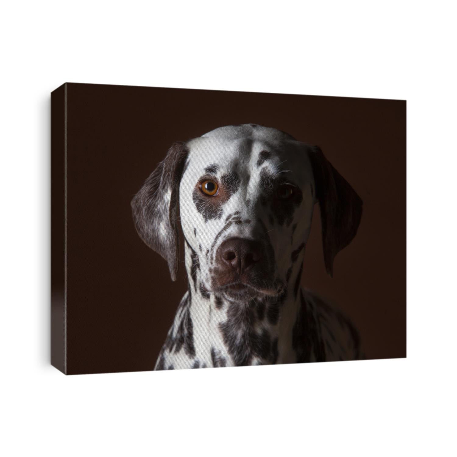 Dalmatian dog portrait in studio