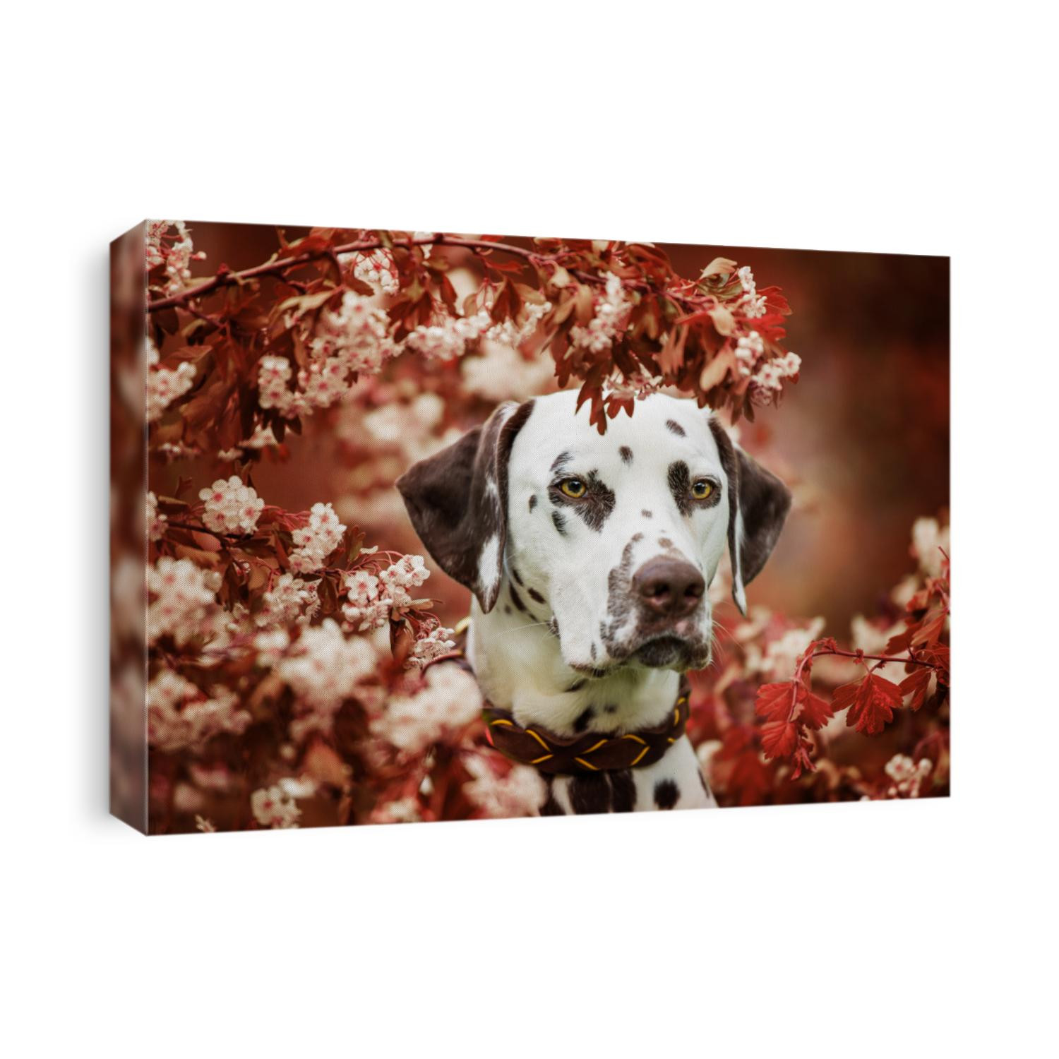 Dalmatian dog sitting under a hawthorn