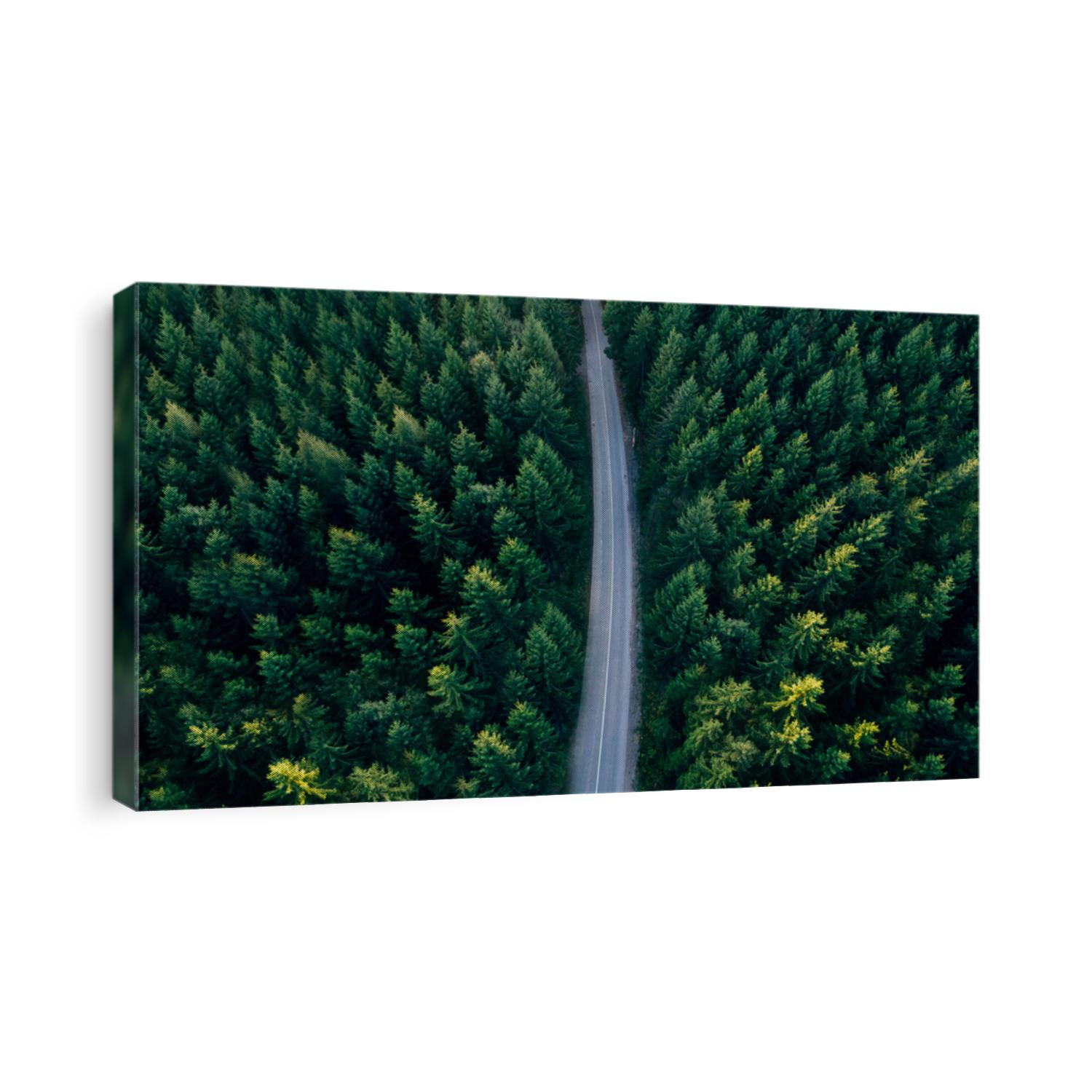 Top view of dark green forest landscape wallpaper art. Aerial nature scene of pine trees and asphalt road banner design. Countryside path trough coniferous wood form above. Adventure travel background