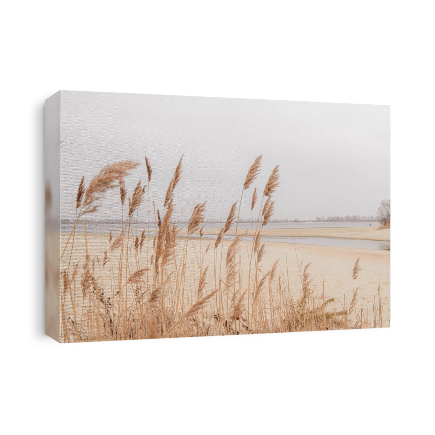 Pampas grass outdoor in light pastel colors. Dry reeds boho style 