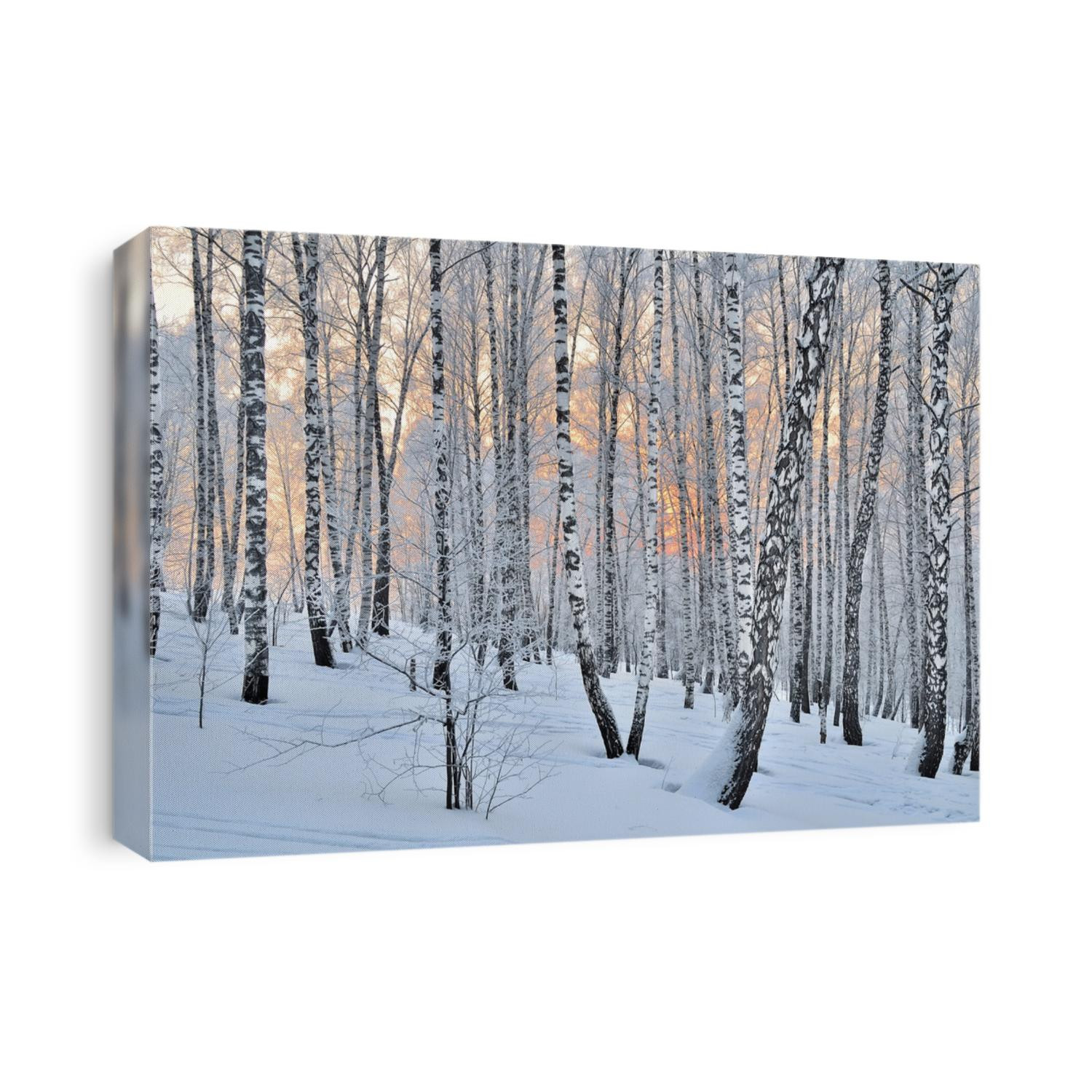 Winter Sunset in the birchwood. Pink sunlight among white trunks of birch trees 