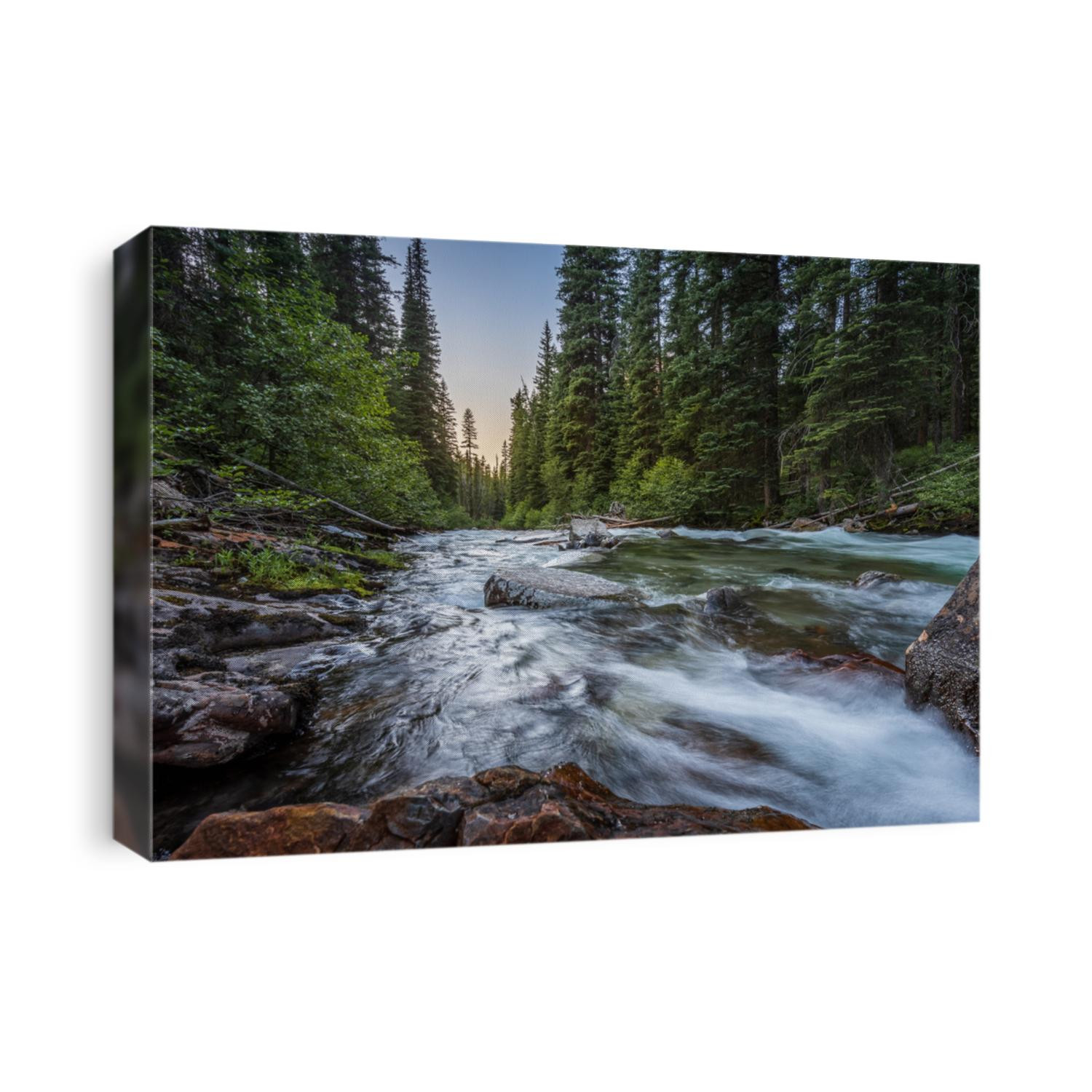 Wild mountain fly fishing river flowing through a dense, green, pine forest at sunset in eastern Oregon. Lostine River.
