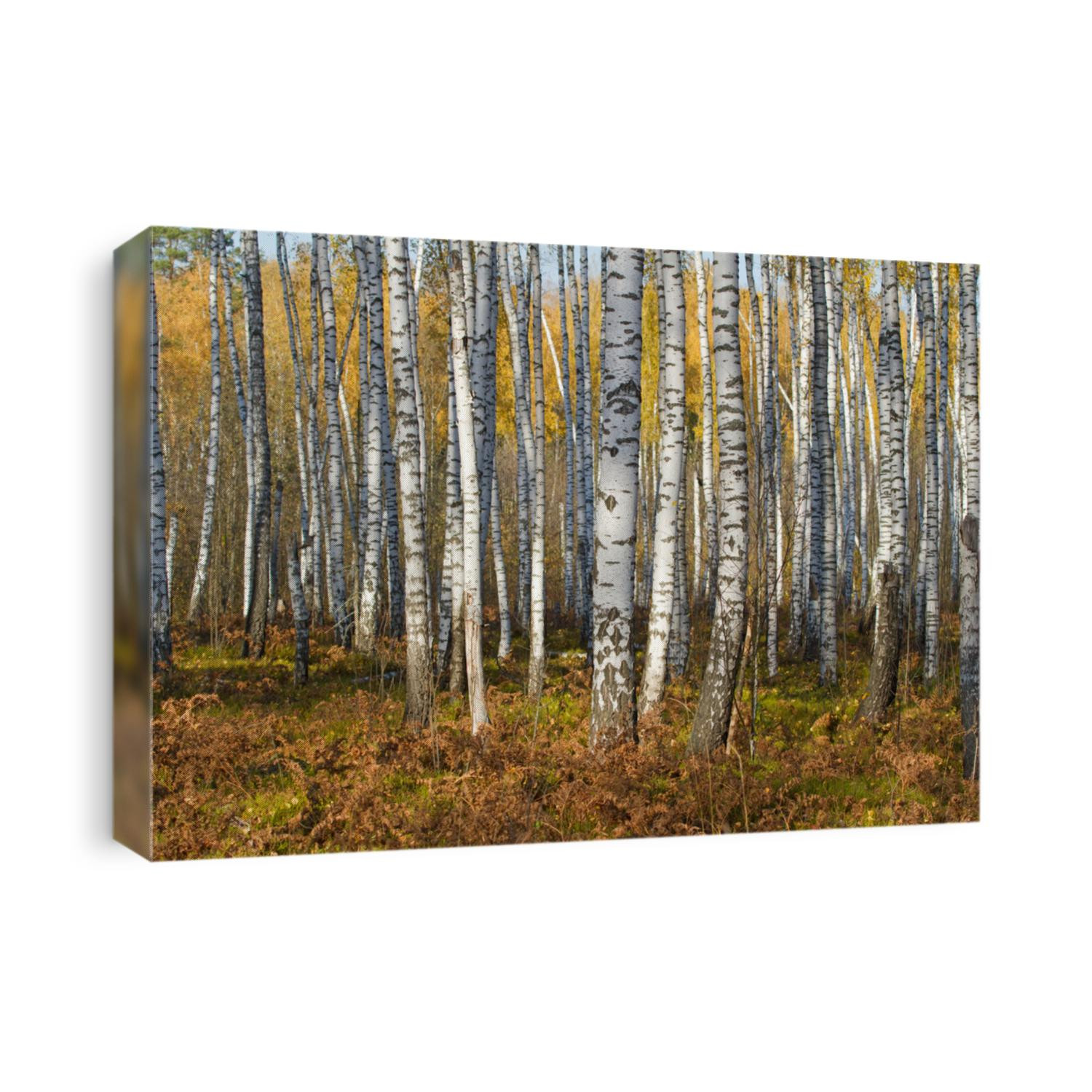 Birch forest in autumn