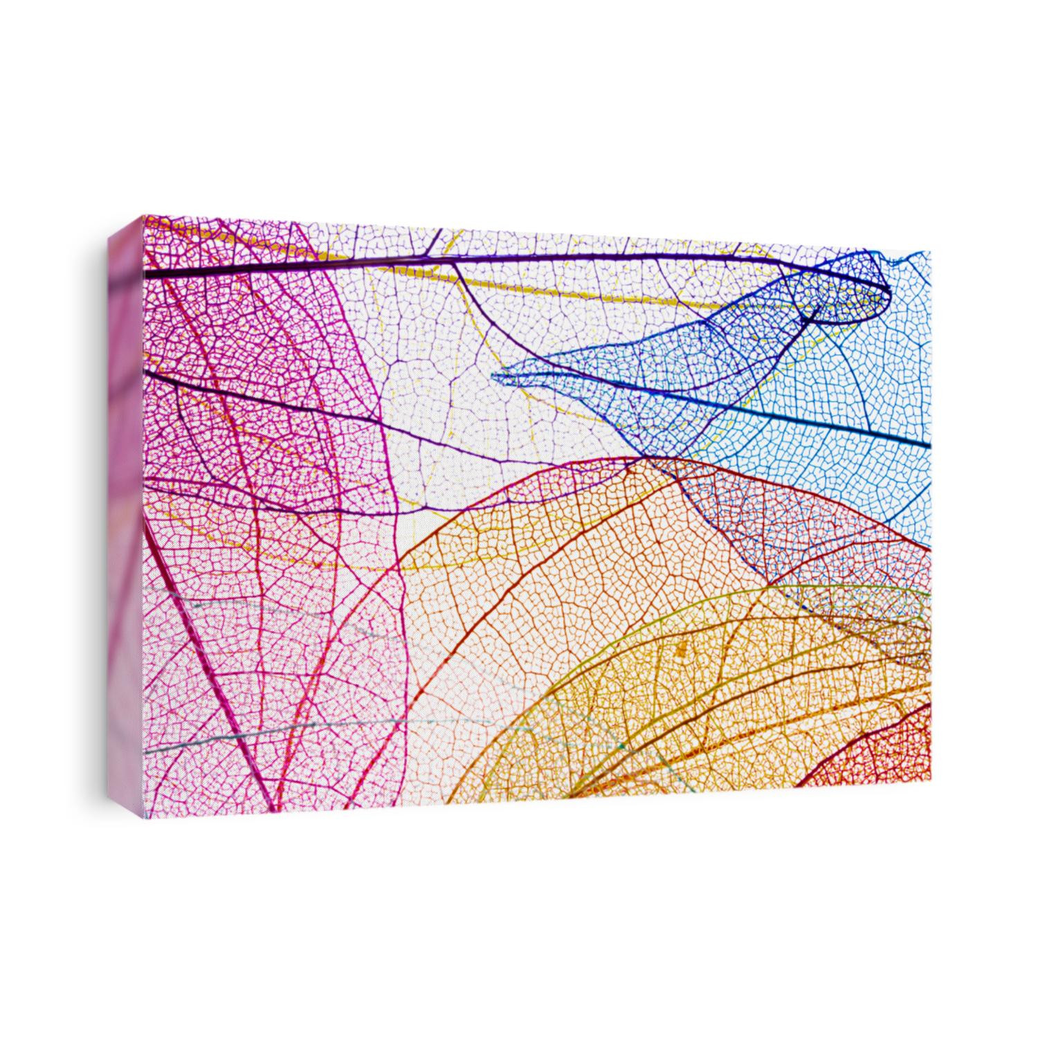 transparent leaf skeletons on white background