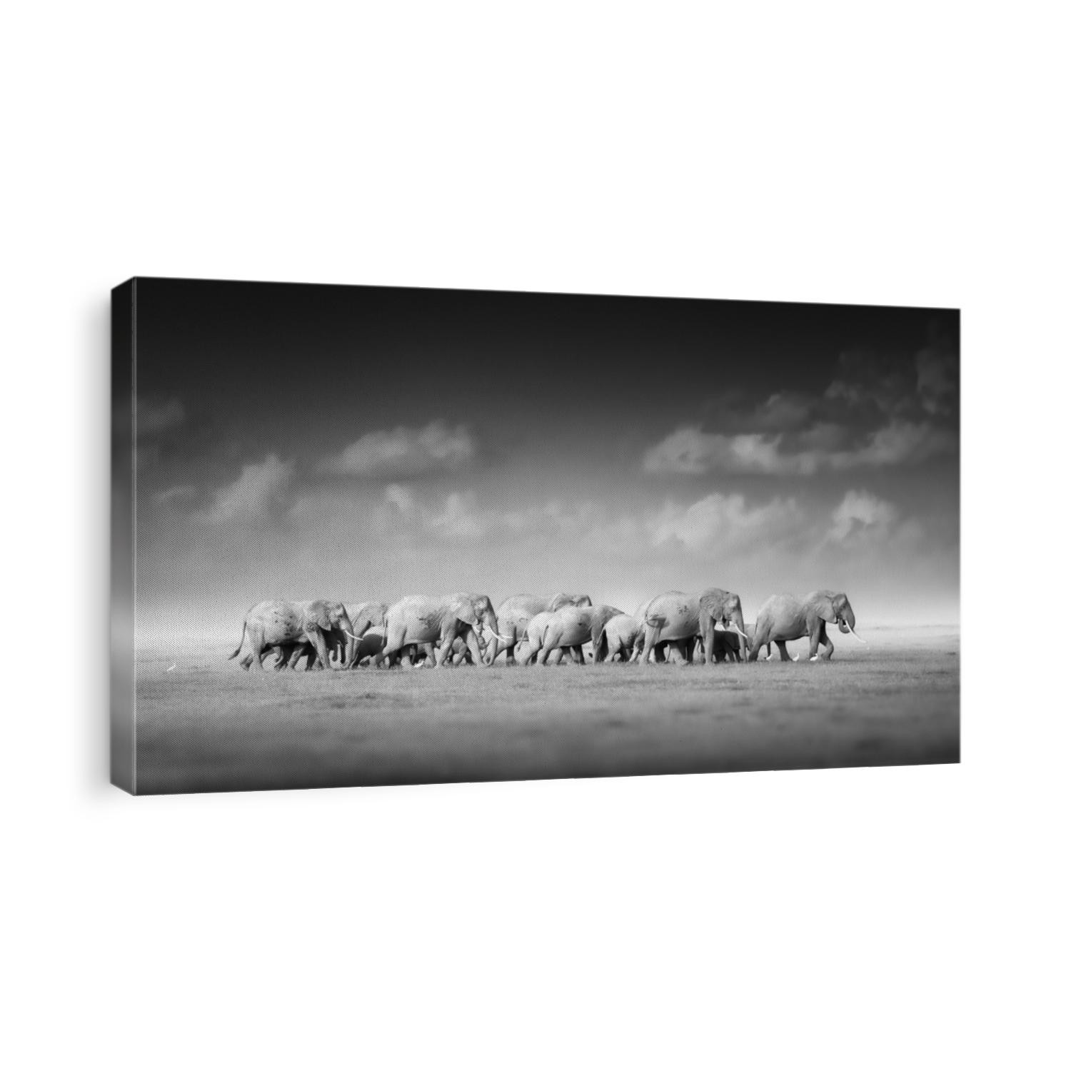 Artistic, black and white photo of large herd of African Elephants, Loxodonta africana, from adults to newborn calf against dark background, savanna, low angle photo. Amboseli national park, Kenya.
