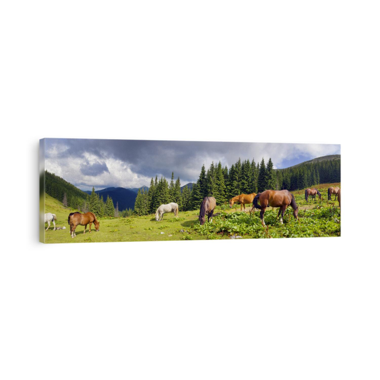 tops the Carpathian Ukraine grazing wild horses of the season in the spring of recovering on alpine pastures in autumn take. The summer they spend without protection on the loose