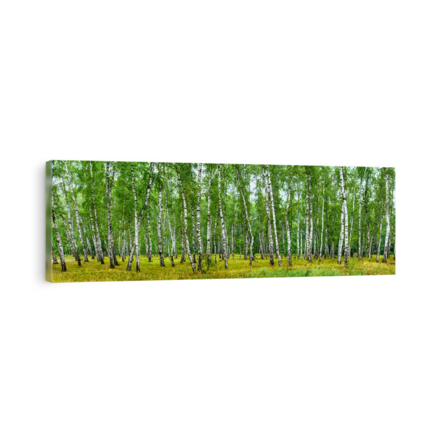 Birch grove on a sunny summer day, landscape banner, huge panorama
