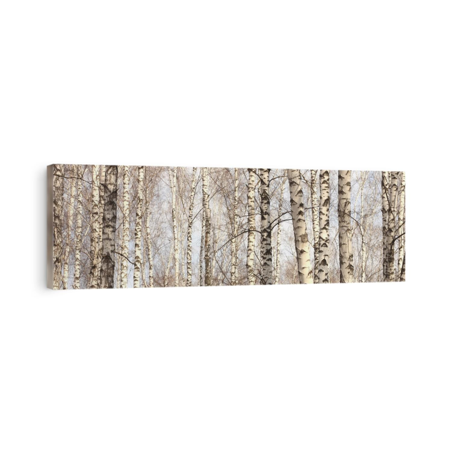 Trunks of birch trees, birch forest in spring, panorama with birches