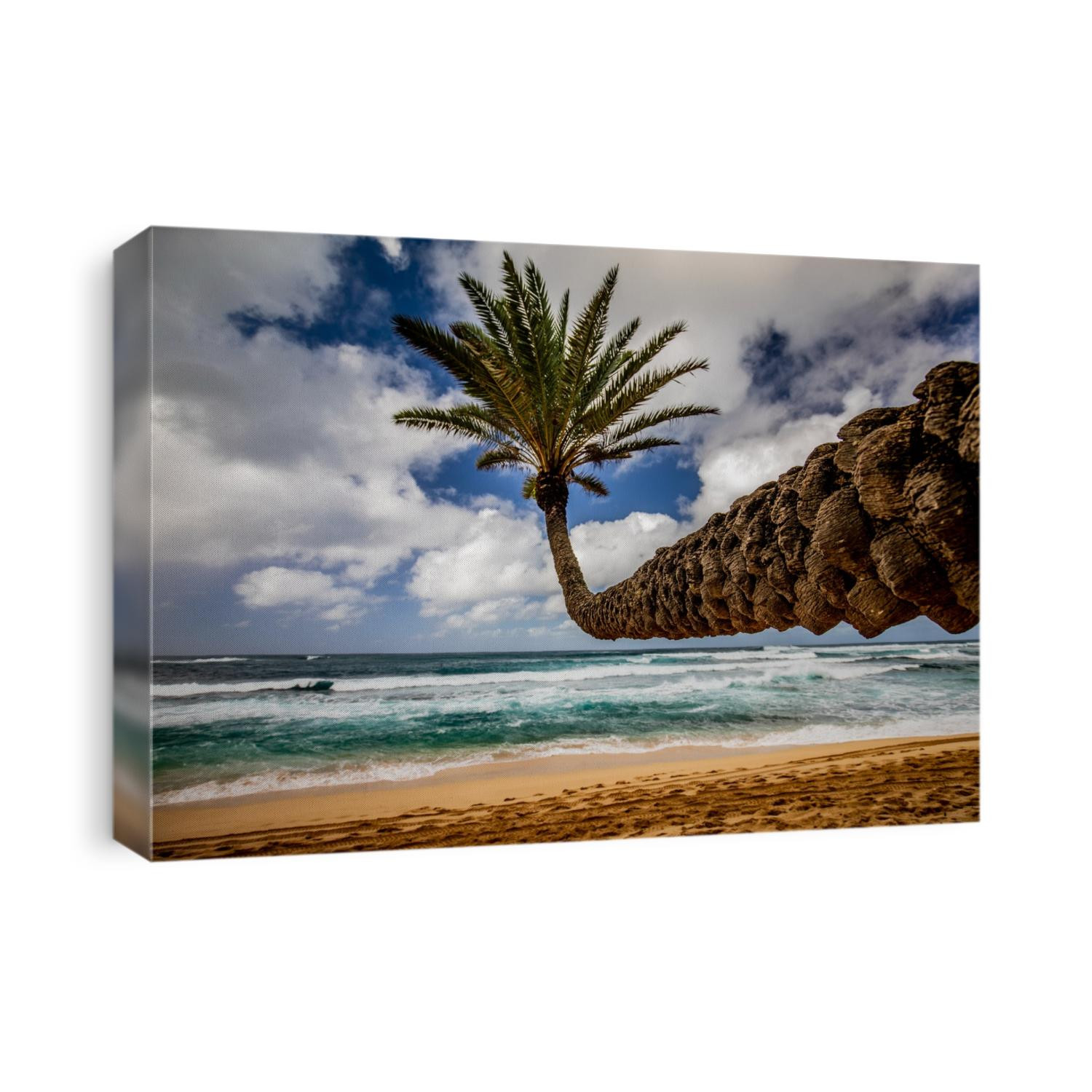 Palm tree in Oahu, Hawaii